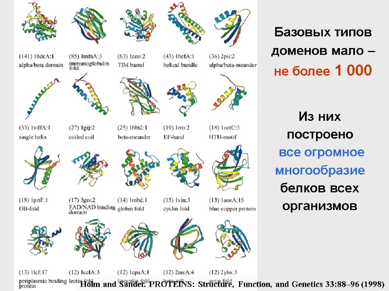 Базовых типов доменов мало – не более 1 000 Holm and Sander. PROTEINS: Structure,